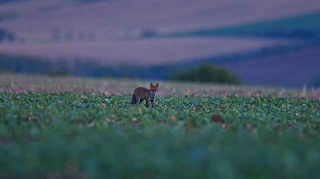 Red Fox Hunting on a Harvested Field at Summer Dusk | 4K Wildlife