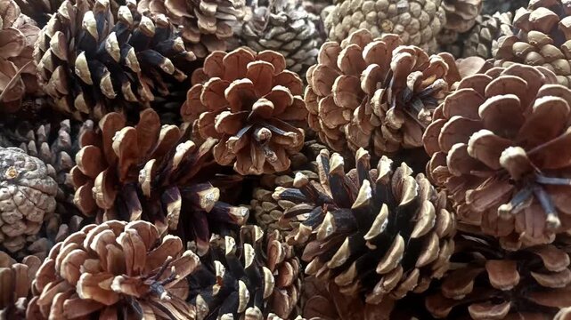 close up of fir background, fir texture