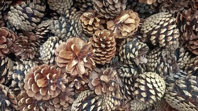 close up of fir background, fir texture