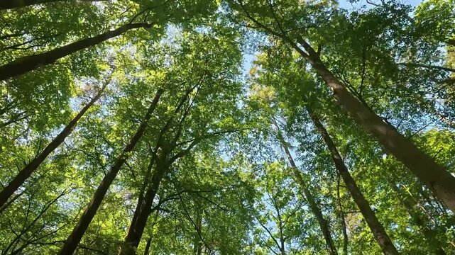 Tall trees swaying under bright sky in deciduous forest canopy. POV bicycle ride looking up at green tree canopies passing by
