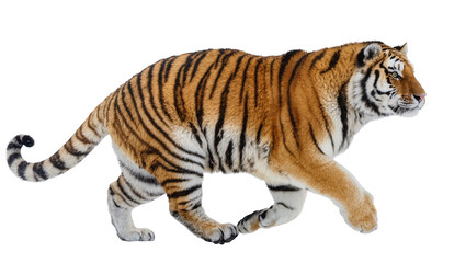 Obraz premium Bengal tiger walking full body side view, orange and black stripes