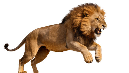 Majestic male lion with full mane roaring and jumping © darietta
