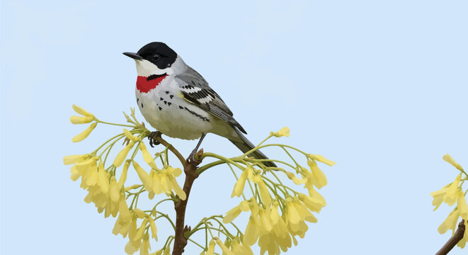 Vector illustration of a male songbird with black head and red chest patch perched on a blossoming branch with yellow flowers against a pale blue sky background, nature wildlife.