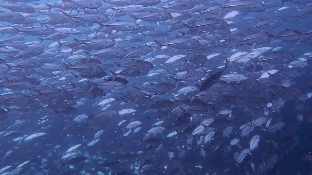 タイのタオ島チュンポンピナクルでダイビング中に遭遇した数千匹のギンガメアジの大群