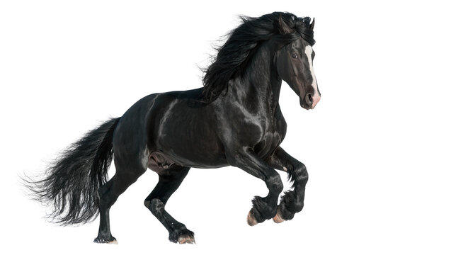 Black horse with white blaze on face running