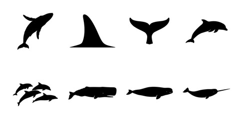 Marine Mammal Silhouettes Collection: Whales, Dolphins, Narwhal, and Fins, Vector Icons for Ocean Life and Wildlife Graphics © Firuj