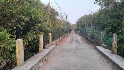 Fototapeta premium path in the woods