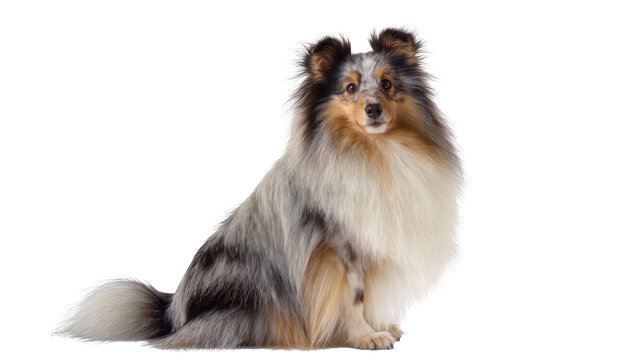 Blue merle Shetland Sheepdog sitting attentively