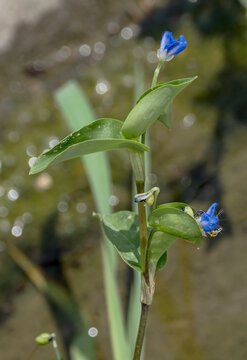 A macro photograph of the Commelina diffusa plant, showcasing its distinct, vibrant blue flowers and green foliage. This botanical close-up highlights the delicate structure of the plant.