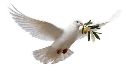 Fototapeta premium White dove bird flying with olive branch in beak