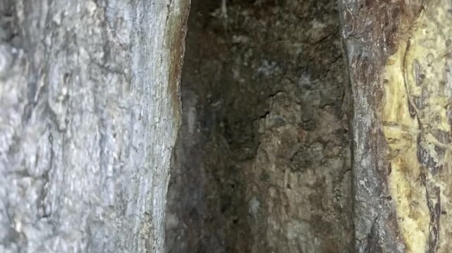 bark background, tree bark background, grey bark with cracks