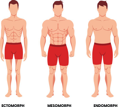 Three Male Body Types Chart Vector Illustration