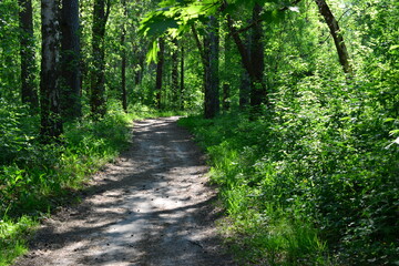 Obraz premium Dirt Path Winding Through Lush Green Forest
