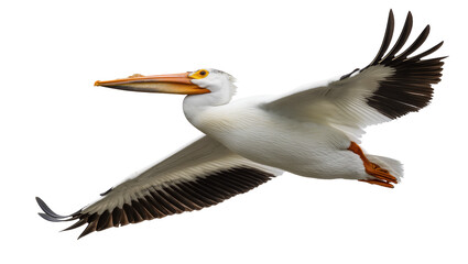 Fototapeta premium White pelican bird in flight with wings spread wide