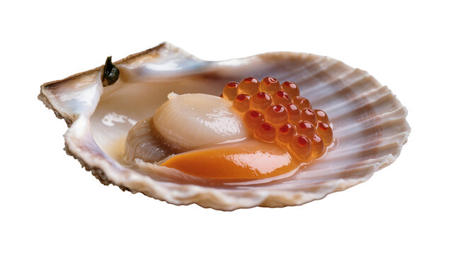Scallop with roe and coral in shell