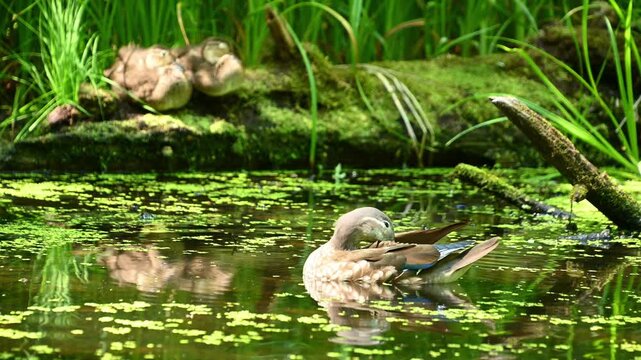Female duck preening then swimming in algae covered pond. The mandarin duck