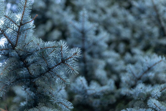 Blue Spruce Branches in Focus with Blurred Coniferous Background