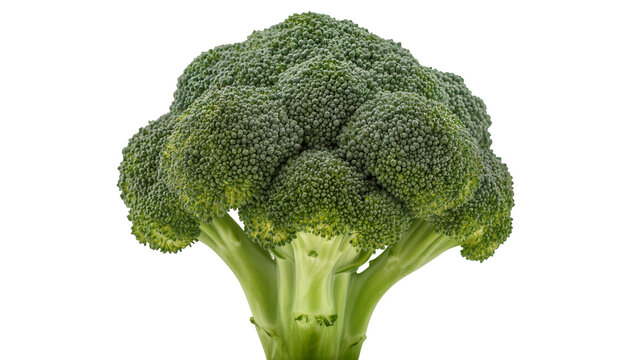 Fresh green broccoli head with thick stem