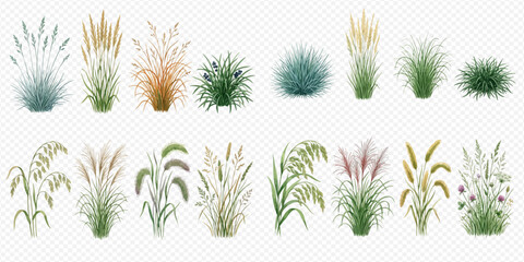 Set of various decorative grasses and plants, including pampas, isolated on transparent background. © Ytaja