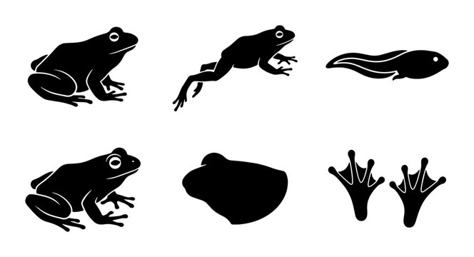 Frog Life Cycle Vector Icons, Amphibian Stages Silhouette Set, Tadpole to Adult Frog, Pond Wildlife Graphics, Nature Elements Collection
