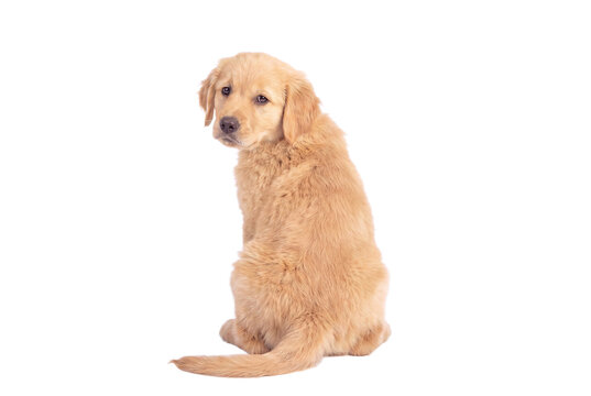 Golden retriever puppy sitting and looking back isolated on transparent background (PNG)