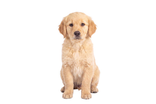 Golden retriever puppy sitting, front view, isolated on transparent background (PNG)