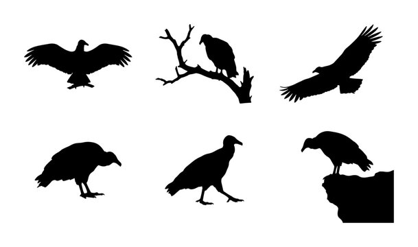 Vulture Silhouettes Collection, Bird Vector Graphics, Wildlife Icons, Nature Elements, Predatory Birds, Scavenger Animals, Isolated Black Shapes