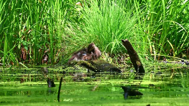 Duckling preening on mossy log in green marsh pond. mandarin duck, Aix galericulata
