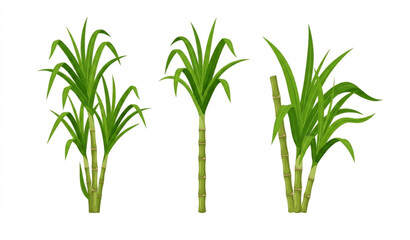 Obraz premium Sugarcane Vector Illustration EPS 10 Fresh Sugarcane Stalk with Leaves Isolated on White Background