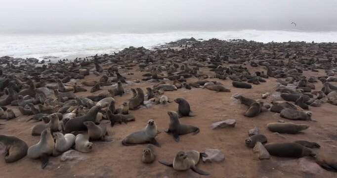 Aerial view of seals at Cape Cross Seal Reserve, one of the largest colonies of Cape fur seals in the world, on the Skeleton Coast in Namibia.
