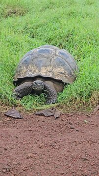 Huge Galapagos tortoise resting in grass and looking toward camera vertical video