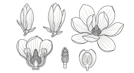 Detailed botanical illustrations of magnolia flowers and parts showcased © Pata
