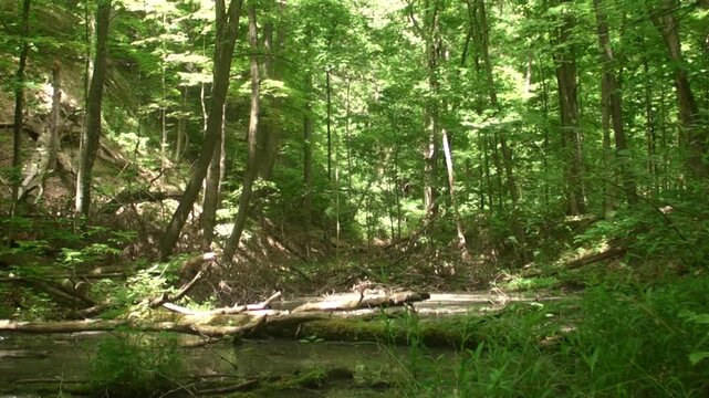 The Swamp of Brandywine Trial
