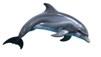 Gray dolphin swimming with tail fluke up © Niklas