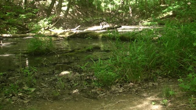 The Swamp of Brandywine Trail II
