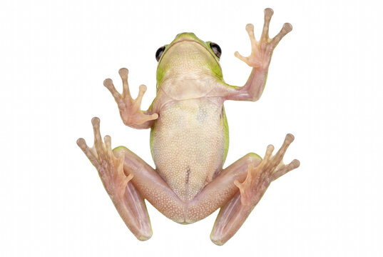 Ventral View of a Green Tree Frog on a Transparent Surface