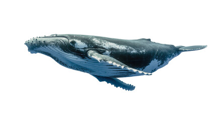 Humpback whale swimming underwater with white patches on dark skin © Niklas