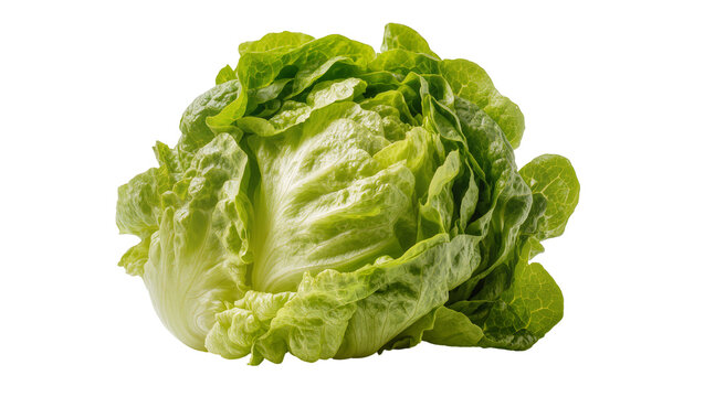 Fresh green butter lettuce head with crisp leaves