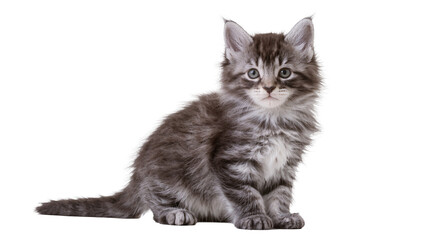 Fototapeta premium Fluffy Maine Coon kitten with grey tabby markings sitting