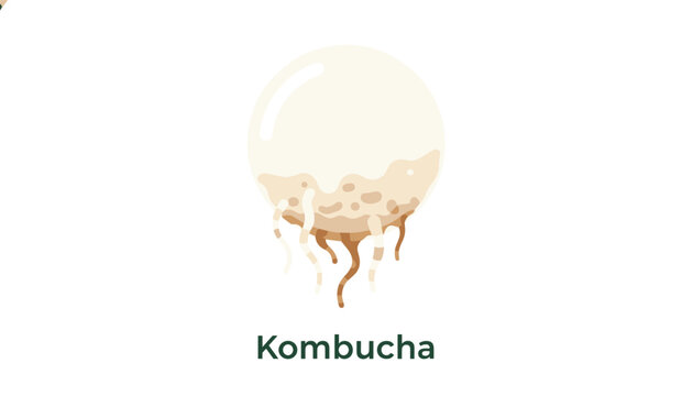 Informative vector illustration of a kombucha scoby culture with roots and floating yeast particles on white.