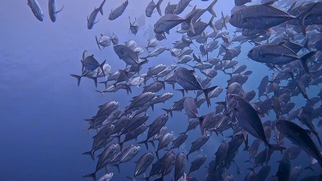 タイのタオ島チュンポンピナクルでダイビング中に遭遇した数千匹のギンガメアジの大群