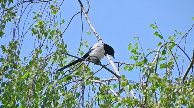 Magpie preening on birch treetop against clear blue sky
