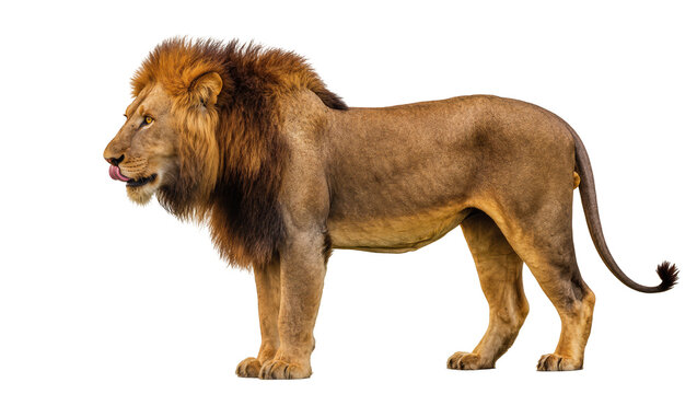 Male lion with mane licking its nose, side view