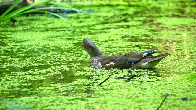 Female duck swimming and turning in duckweed covered pond. mandarin duck, Aix galericulata