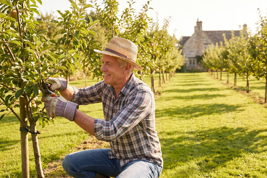 Senior Man Gardening in Apple Orchard Kneeling by Young Tree