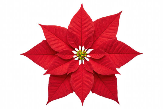 Symmetrical Vibrant Red Poinsettia Bloom on Dark Setting