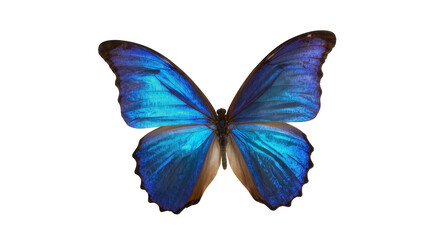 Blue morpho butterfly with iridescent wings © Motruc