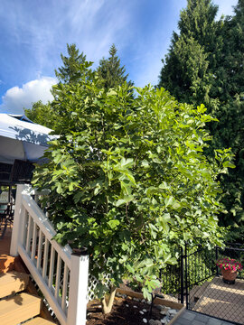 Early summer season desert king fig fruit in home garden with evergreen trees and blue sky