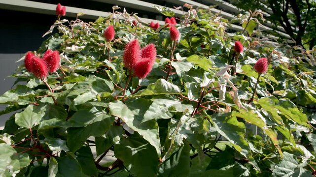 Close-Up of Achiote - Achote (Bixa orellana) Plant with Mature Seed Pods, Also Known as Annatto and Lipstick Tree, Video Recorded in 4K at 60fps