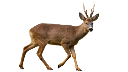 Fototapeten Rehe Roe deer buck with antlers walking  © Motruc
